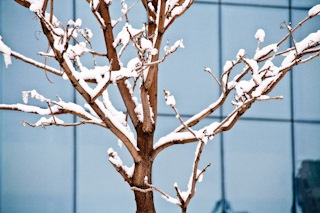 雪枝俏姿骄（组图）