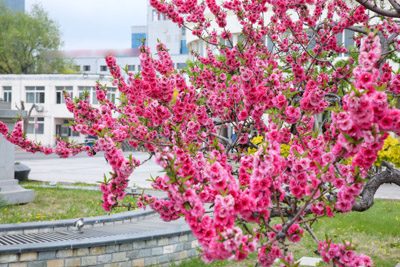 桃李园里桃花闹